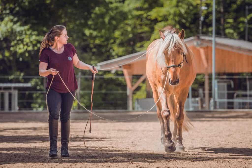 Freundschaft oder Führung beim Pferd